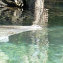 Manatees2010 (1)